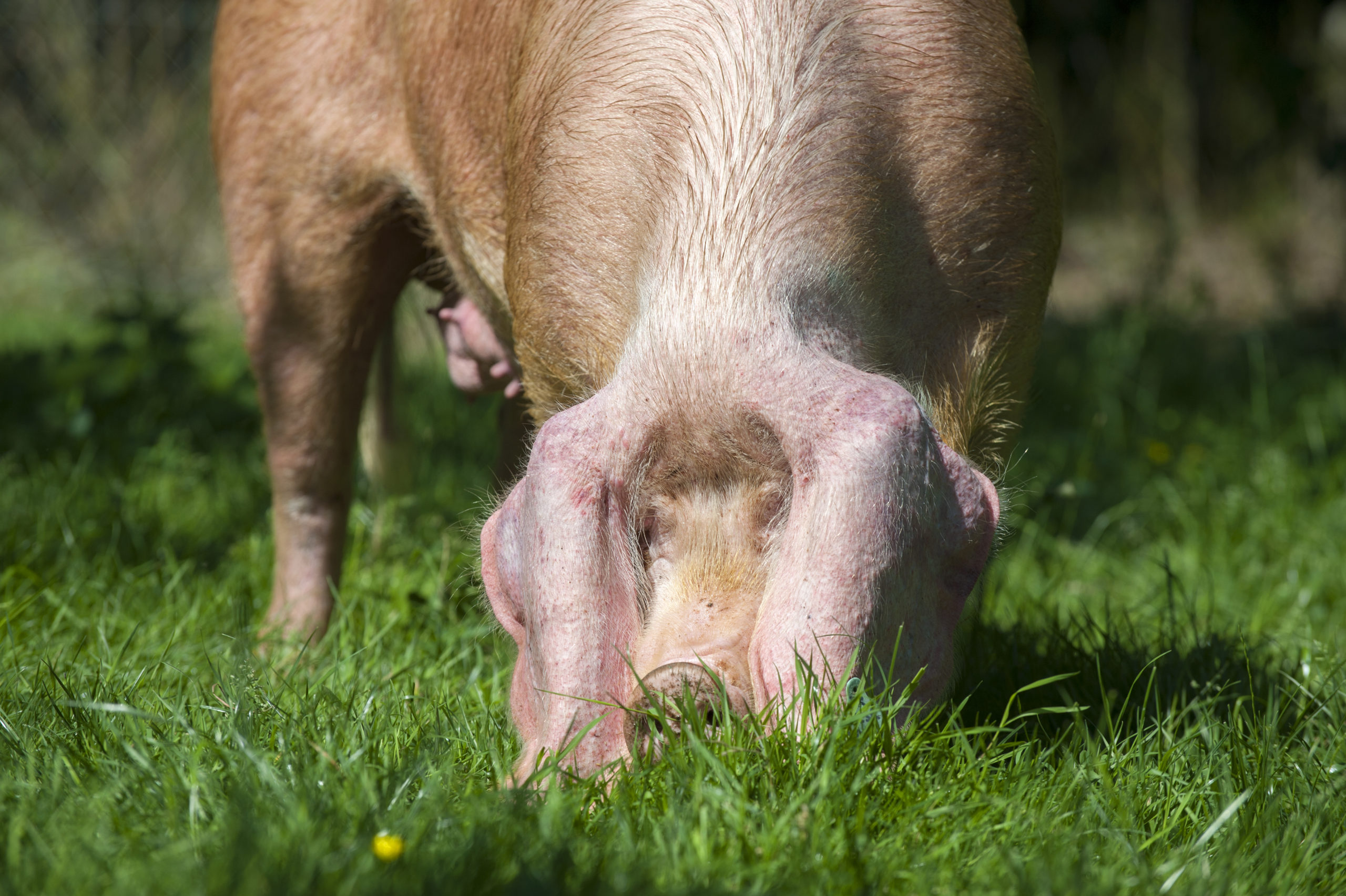 Le Porc Blanc de l'Ouest : le vrai cochon de Bretagne