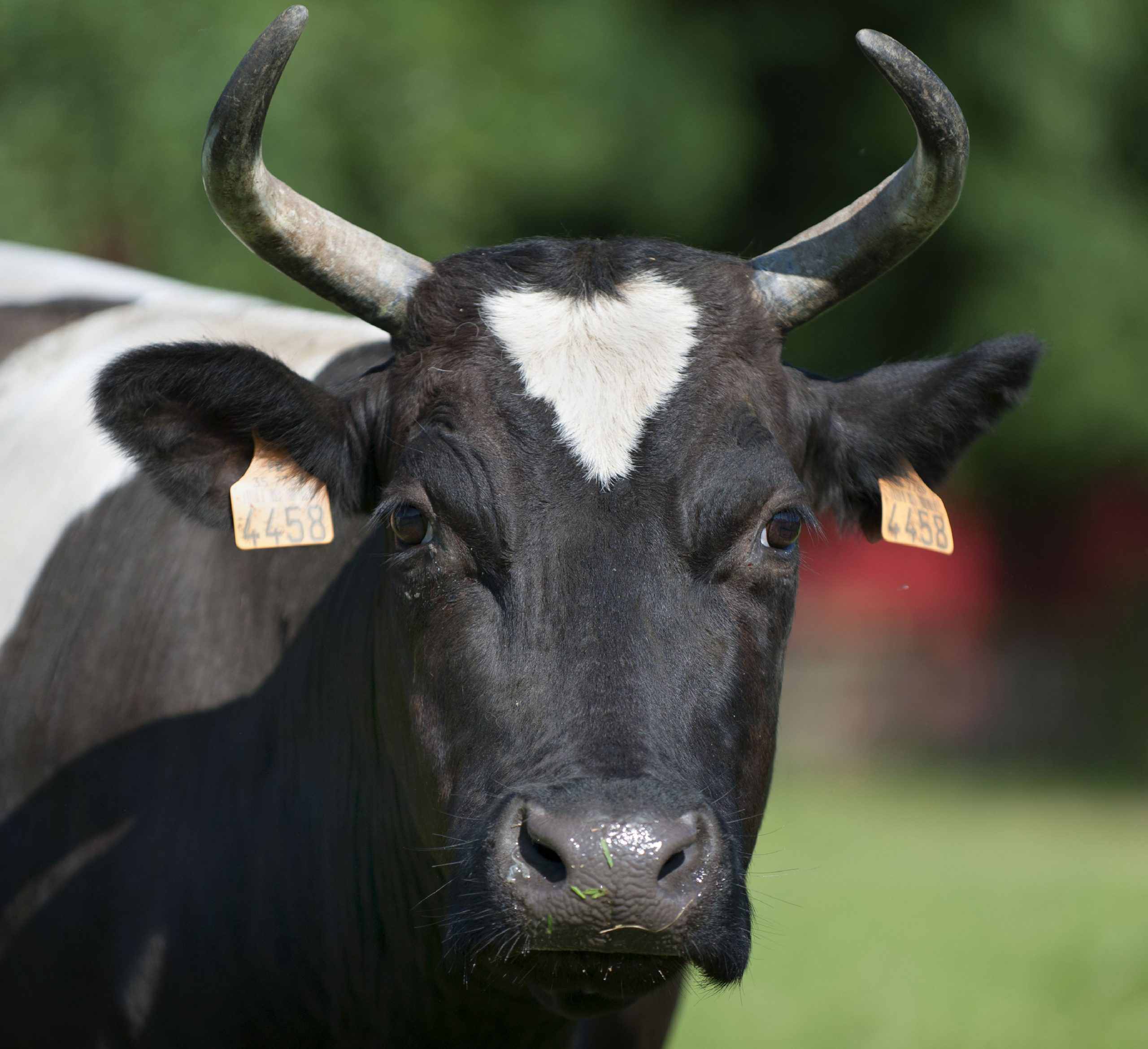 La vache bretonne pie noir - Écomusée de la Bintinais - Rennes