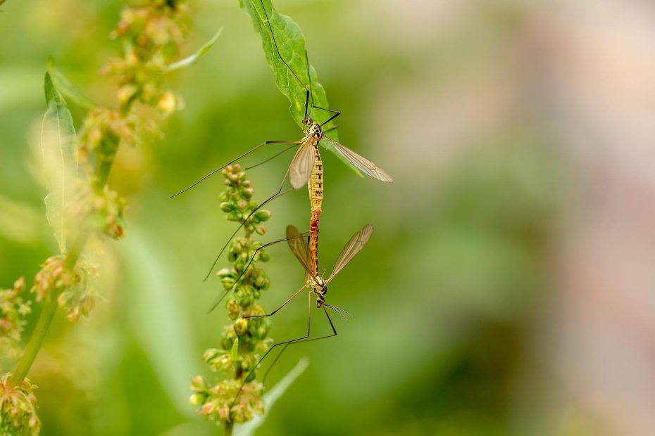 Hôtel des insectes