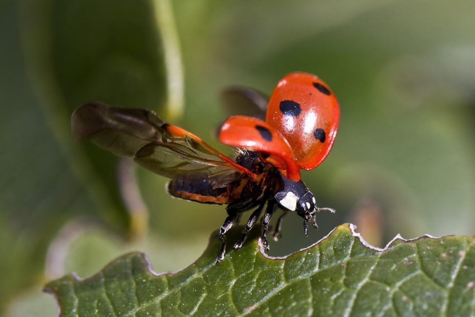 coccinelle - auxiliaire du jardin