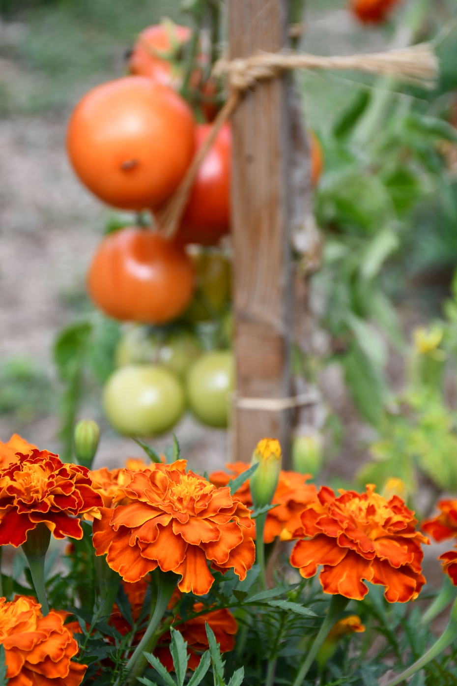 des œillets d'inde au pied des plants de tomates : idéal pour éloigner les nuisibles sans pesticides !
