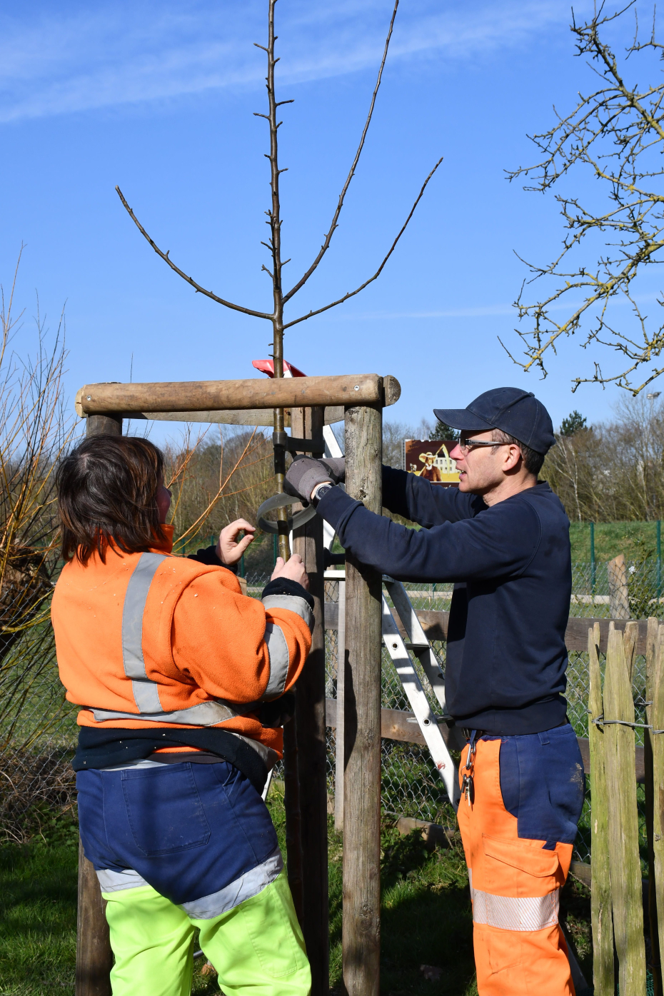 Sabrina Restif et Jean-François Balluais, jardiniers à l'écomusée, entretiennent un pommier de nos vergers. Photographe : Eloïse Jolly.