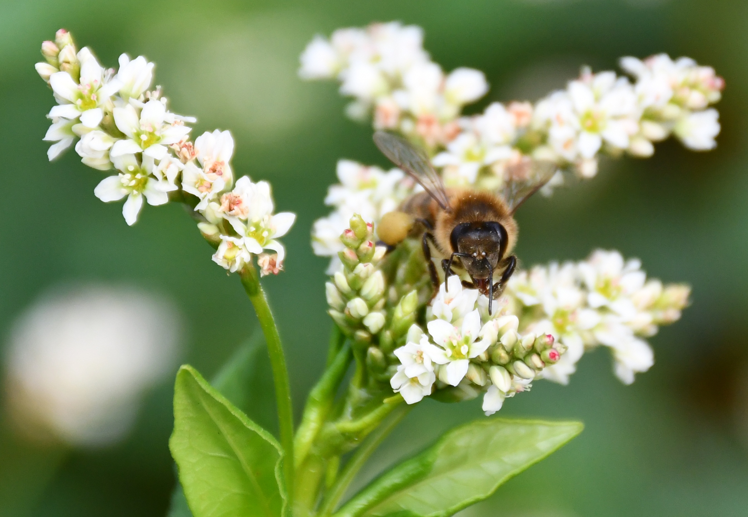Une abeille butine une fleur de sarrasin.